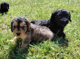 Cockapoo