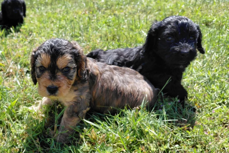 Cockapoo