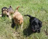 Cockapoo