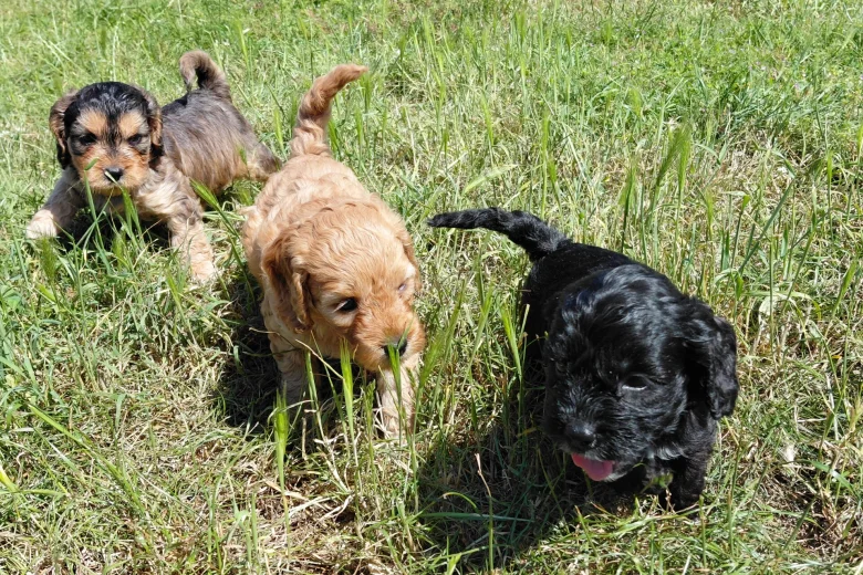 Cockapoo