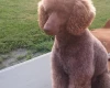 Cockapoo