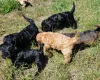 Cockapoo