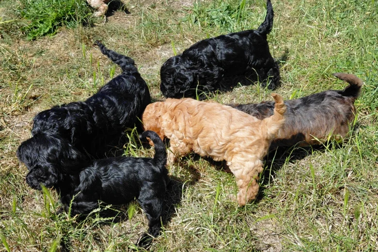 Cockapoo