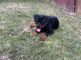 Rottweiler