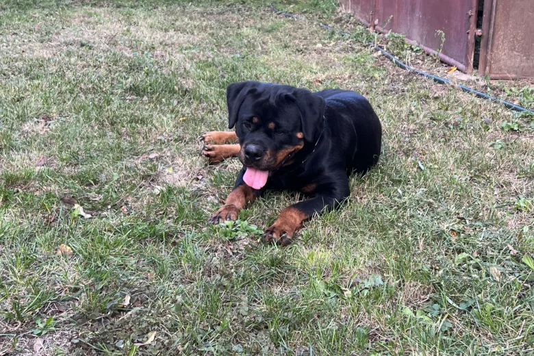 Rottweiler