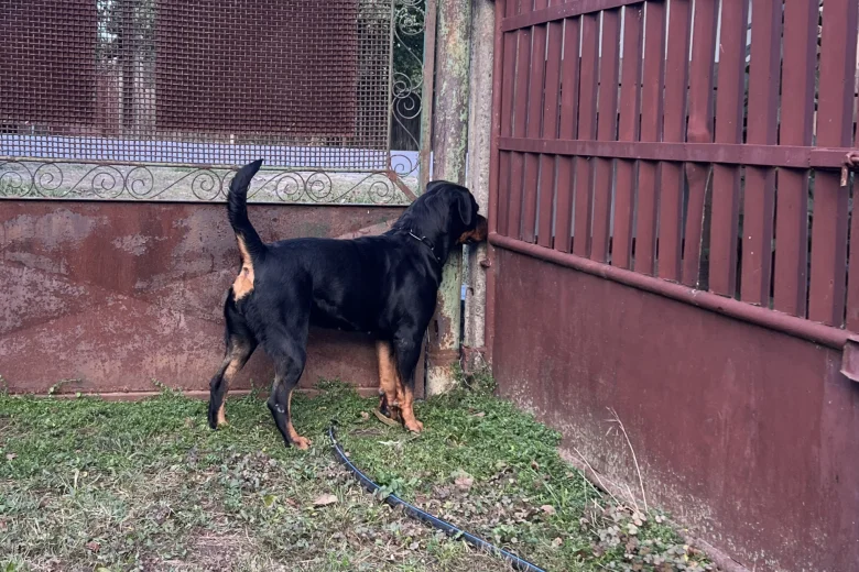 Rottweiler