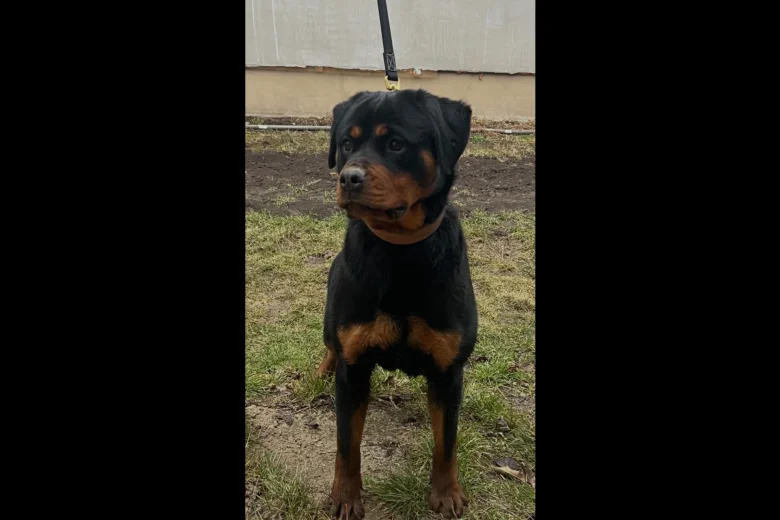 Rottweiler
