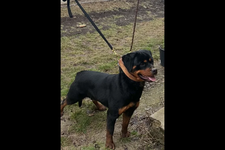 Rottweiler