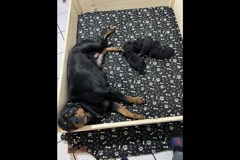 Rottweiler