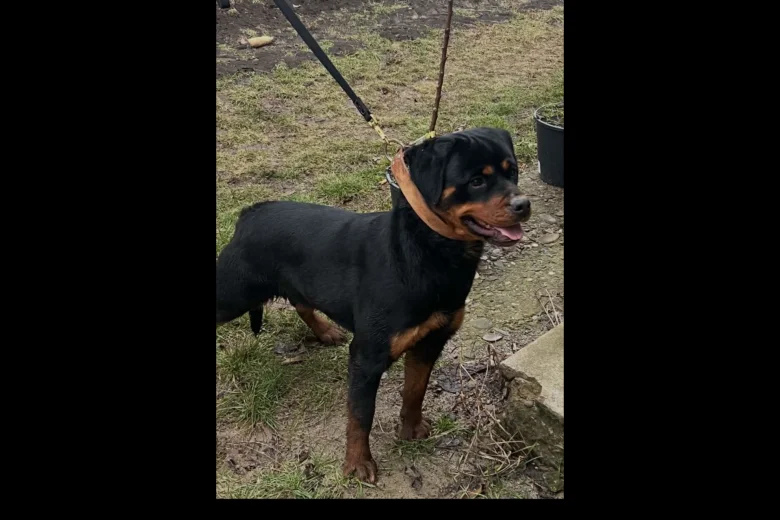 Rottweiler