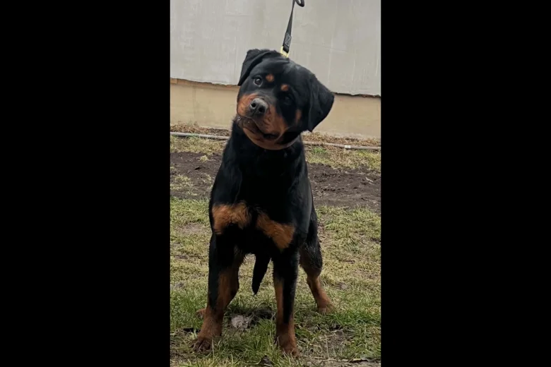 Rottweiler