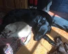 Flat Coated Retriever