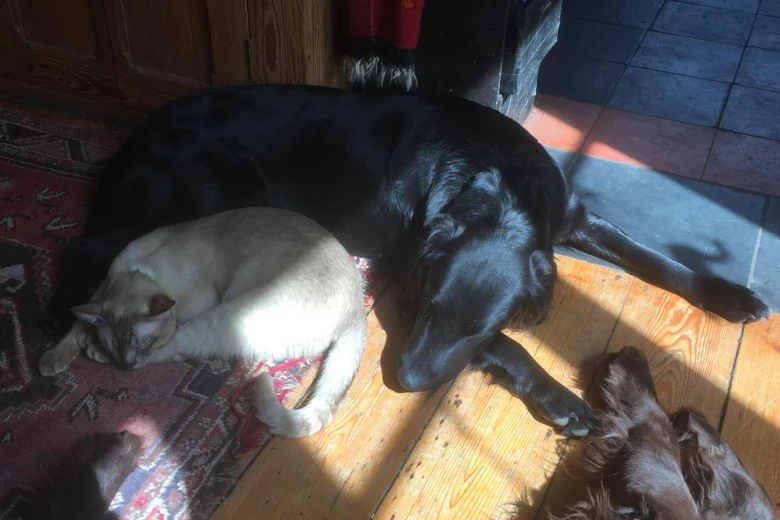 Flat Coated Retriever