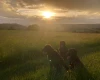 Flat Coated Retriever