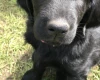 Flat Coated Retriever
