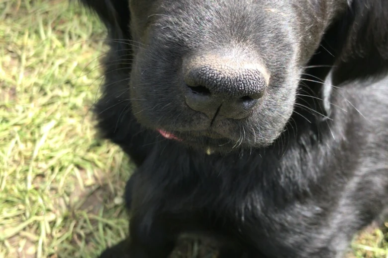 Flat Coated Retriever