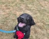 Flat Coated Retriever