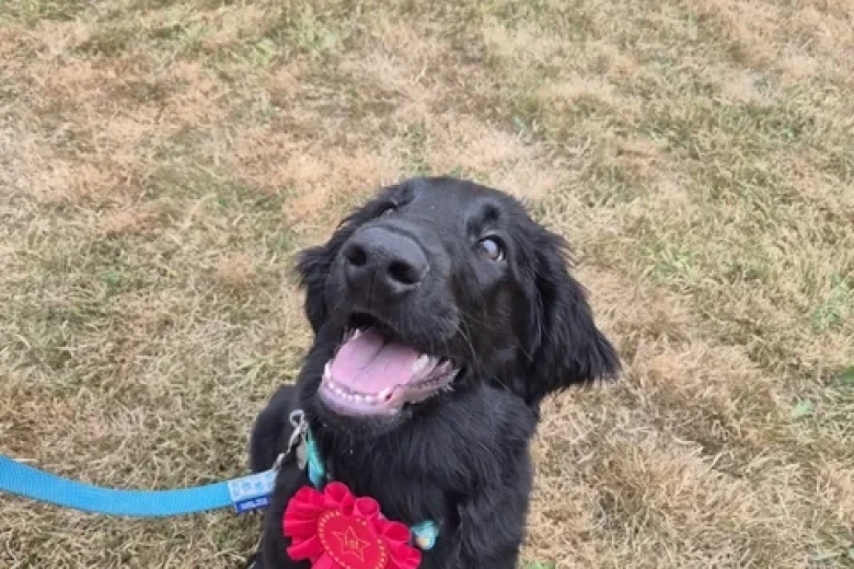 Flat Coated Retriever