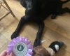 Flat Coated Retriever