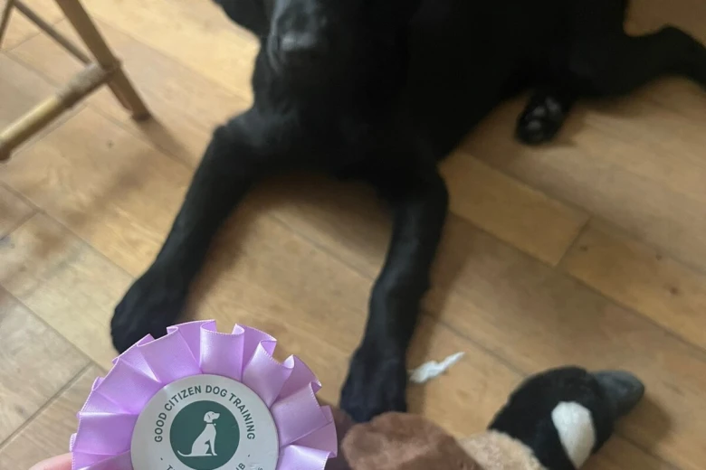 Flat Coated Retriever