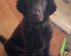 Flat Coated Retriever