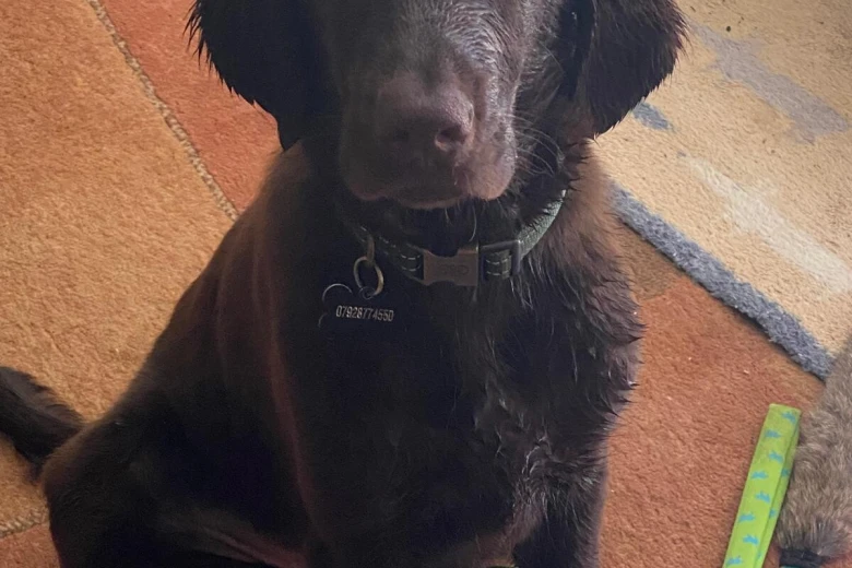 Flat Coated Retriever