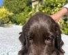 Flat Coated Retriever