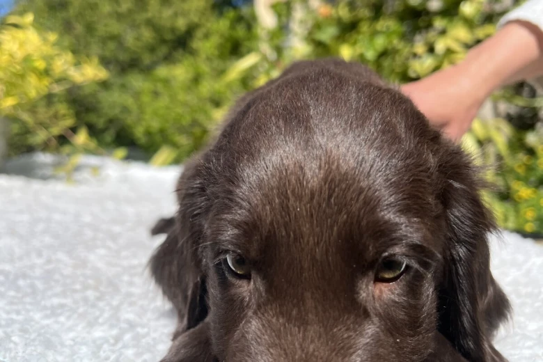 Flat Coated Retriever