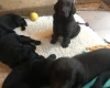 Flat Coated Retriever