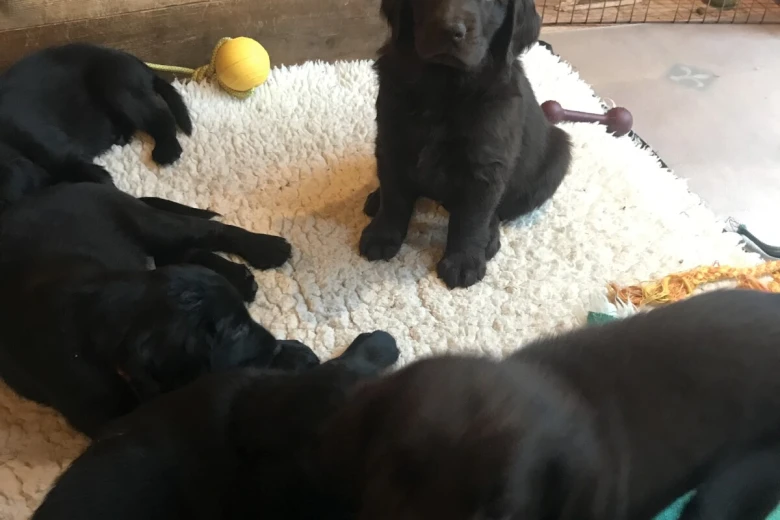 Flat Coated Retriever