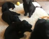Flat Coated Retriever