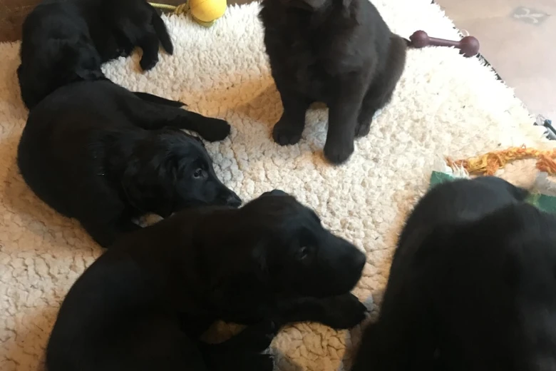 Flat Coated Retriever