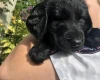 Flat Coated Retriever