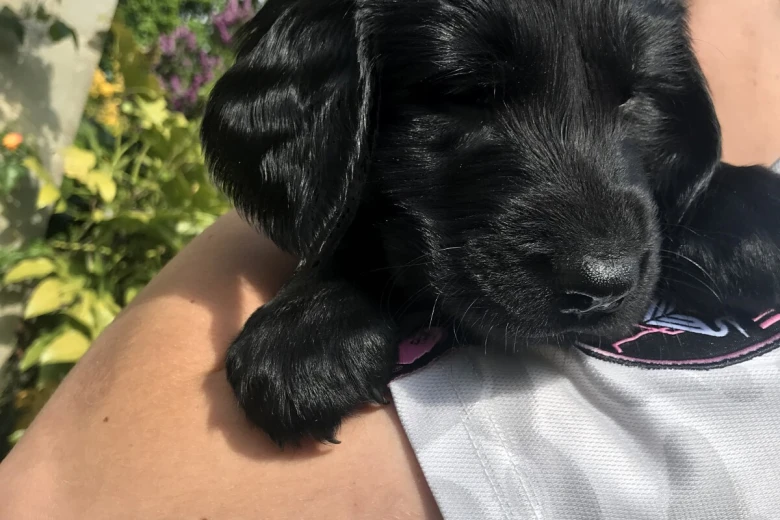 Flat Coated Retriever