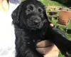 Flat Coated Retriever