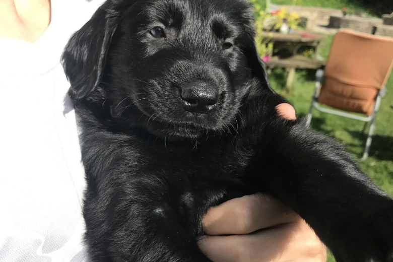 Flat Coated Retriever