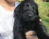 Flat Coated Retriever