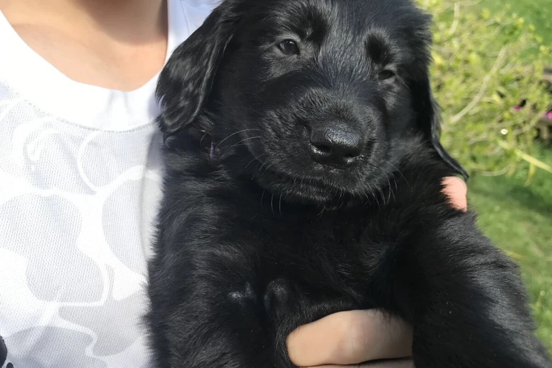 Flat Coated Retriever