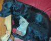 Flat Coated Retriever