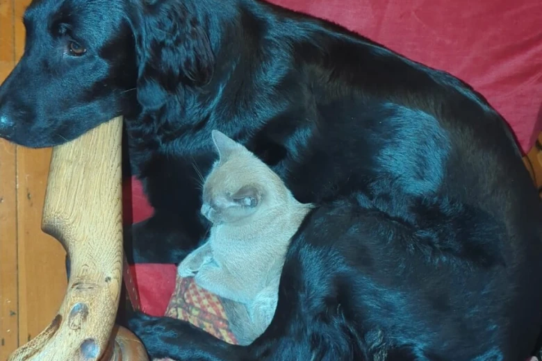 Flat Coated Retriever