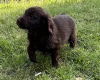 Flat Coated Retriever