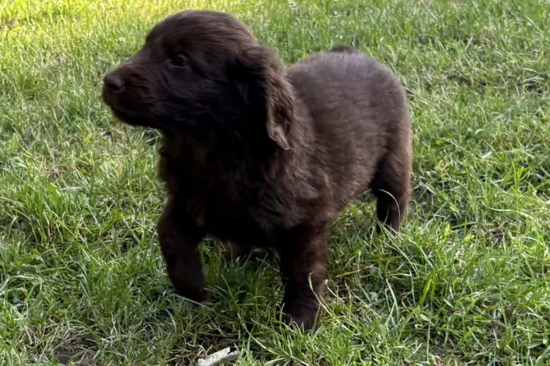 Flat Coated Retriever