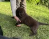 Flat Coated Retriever