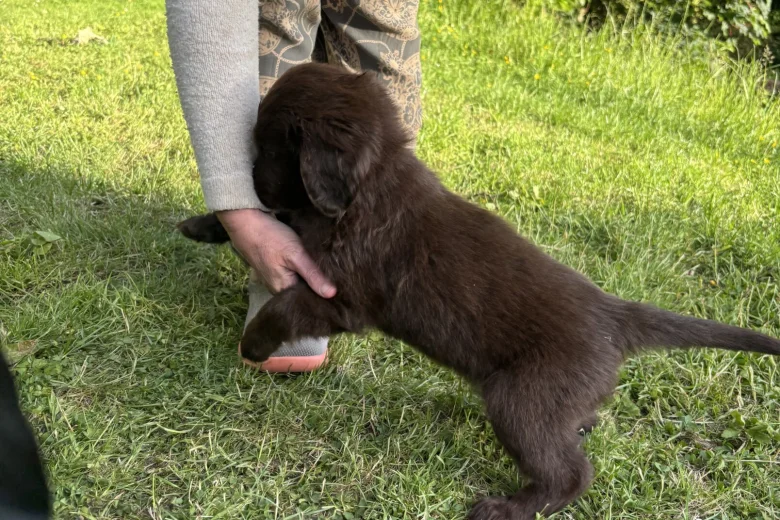 Flat Coated Retriever