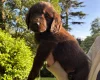Flat Coated Retriever