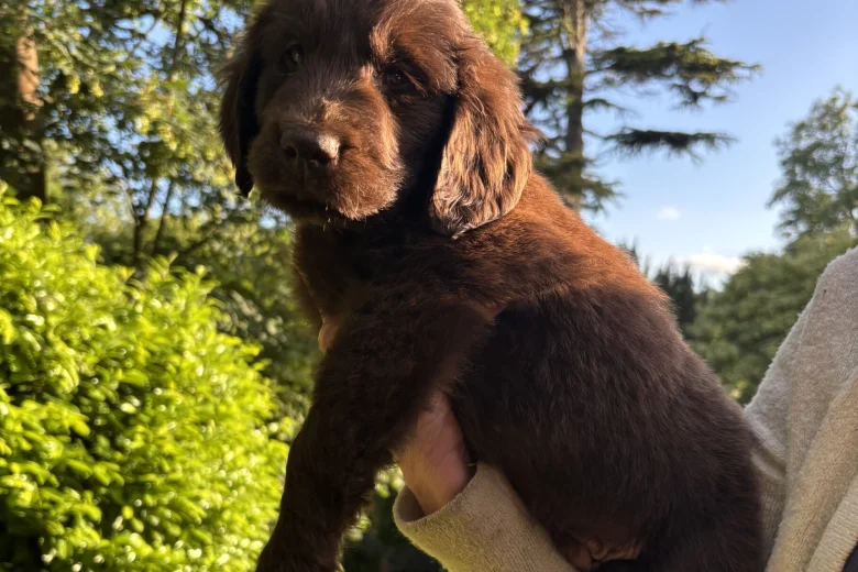 Flat Coated Retriever