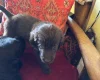 Flat Coated Retriever