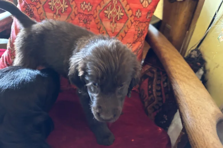 Flat Coated Retriever