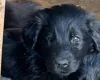 Flat Coated Retriever