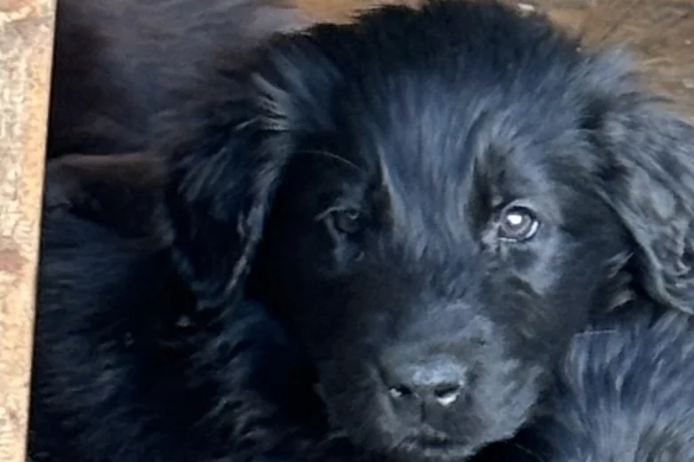 Flat Coated Retriever